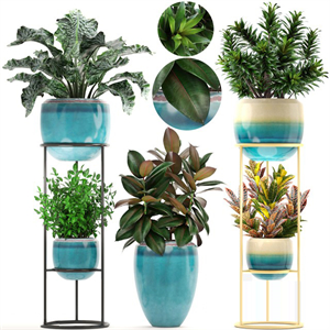 Collection of plants. Shelf with flowers, flower stand, pot, ficus, croton